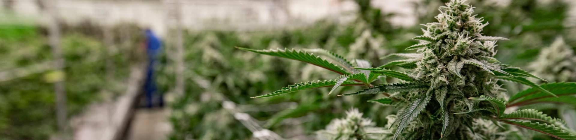 Cannabis plants